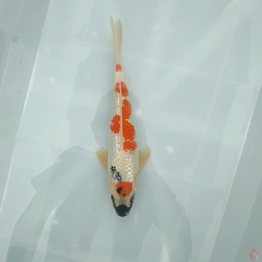SHOWA