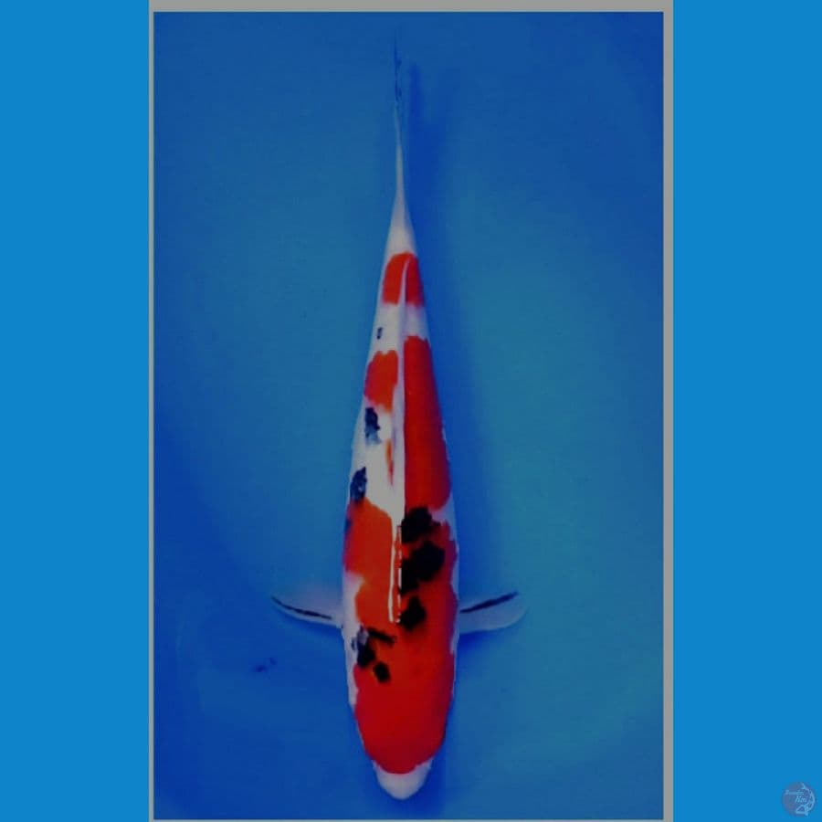 32 cm