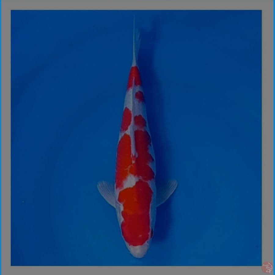 33 cm