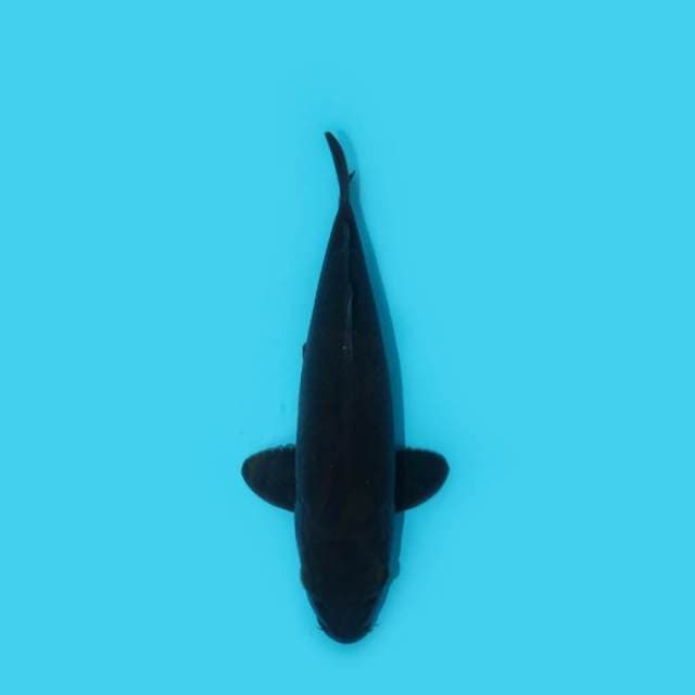 KARASU 31 CM