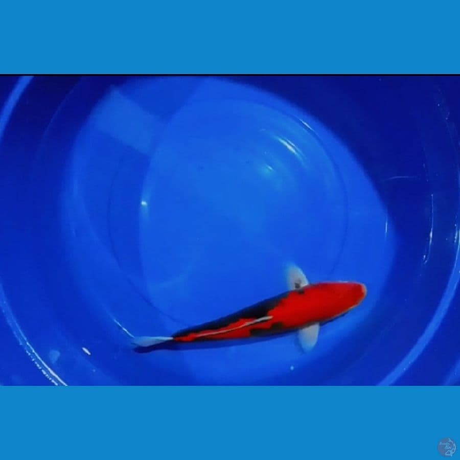BENI KUMON 40CM JANTAN.