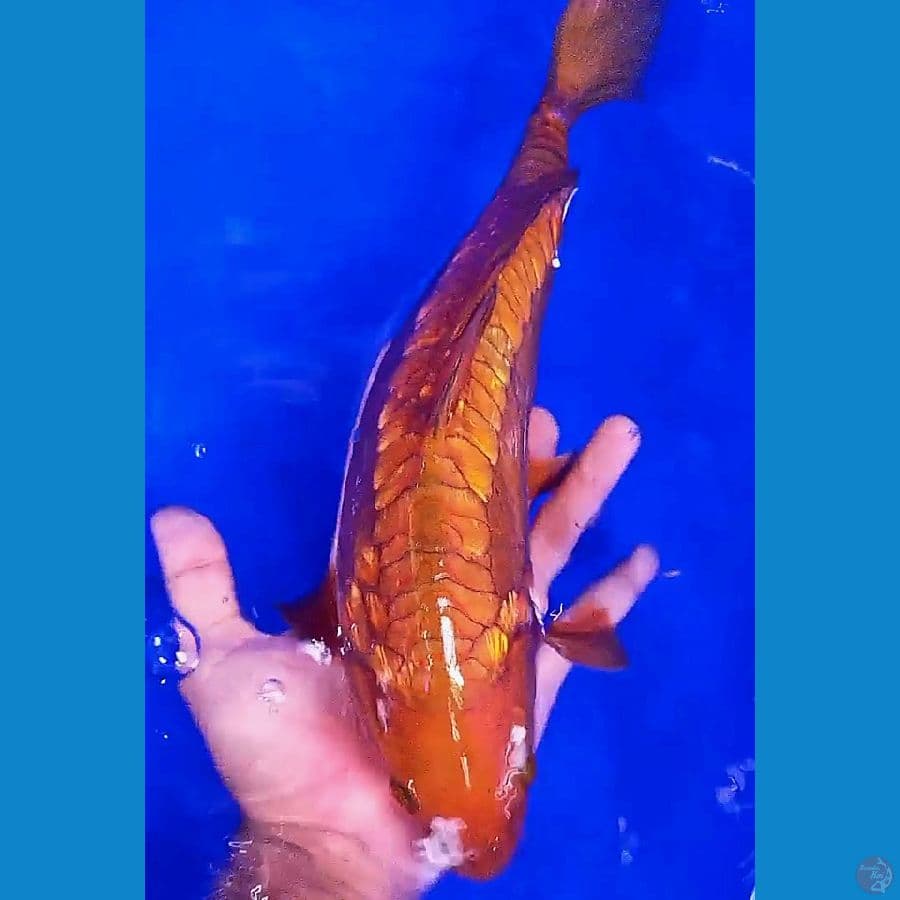 tembaga aragoke male 35 cm