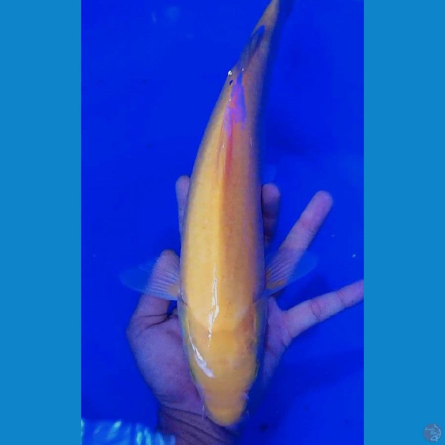 kigoi motogoro male 37 cm