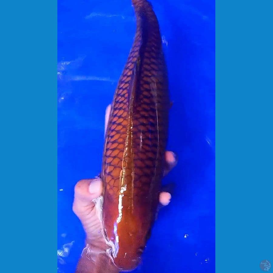 jumbo caghoi tembaga f41 cm