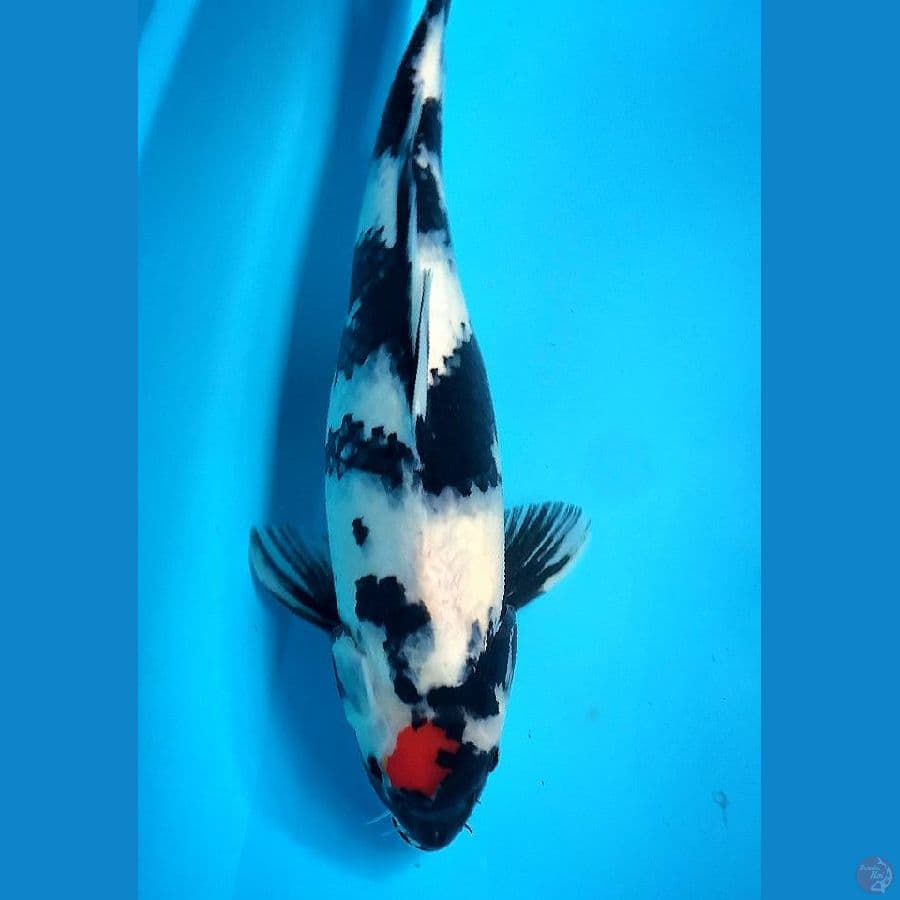 Original. tanco showa 39cm