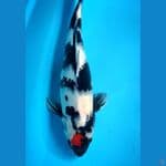 Original. tanco showa 39cm