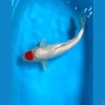 original. tanco kohaku 50 cm