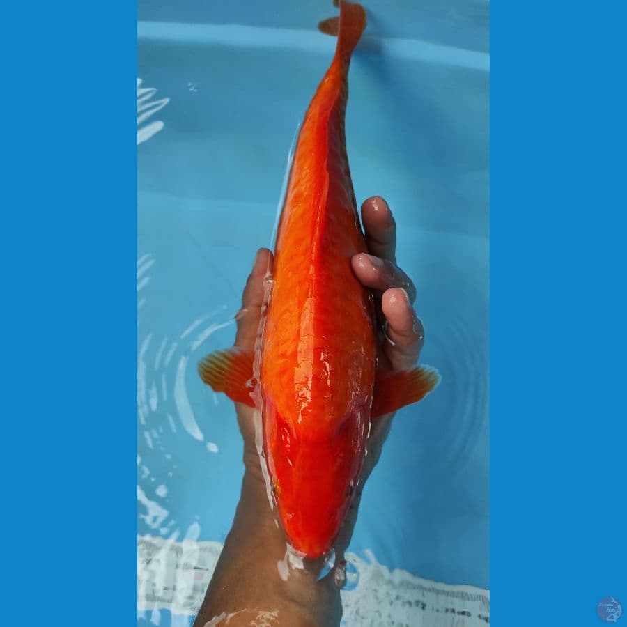 32cm red karasi aragoke strong