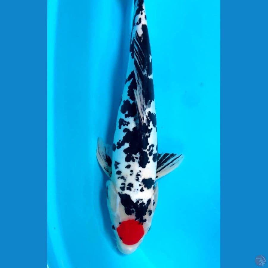 original. tanco sanke doit 49 cm