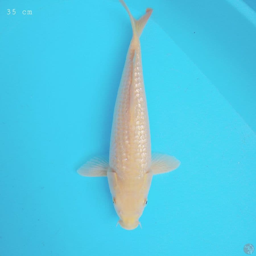 Karasi ginrin 35 cm