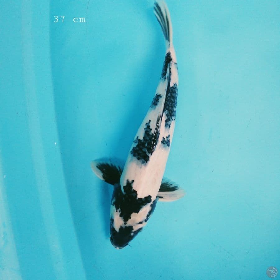 Shiro 37 cm