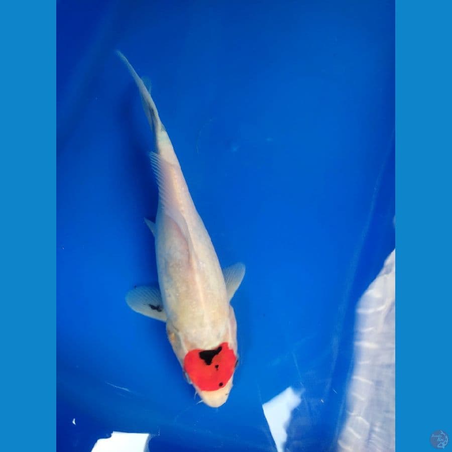 Tancho Showa 26cm