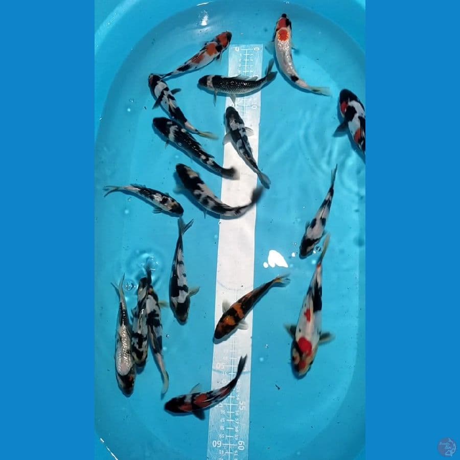 DOITSU mix Ginrin 17 ekor 15-20cm