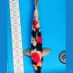 SHOWA JANTAN 50CM