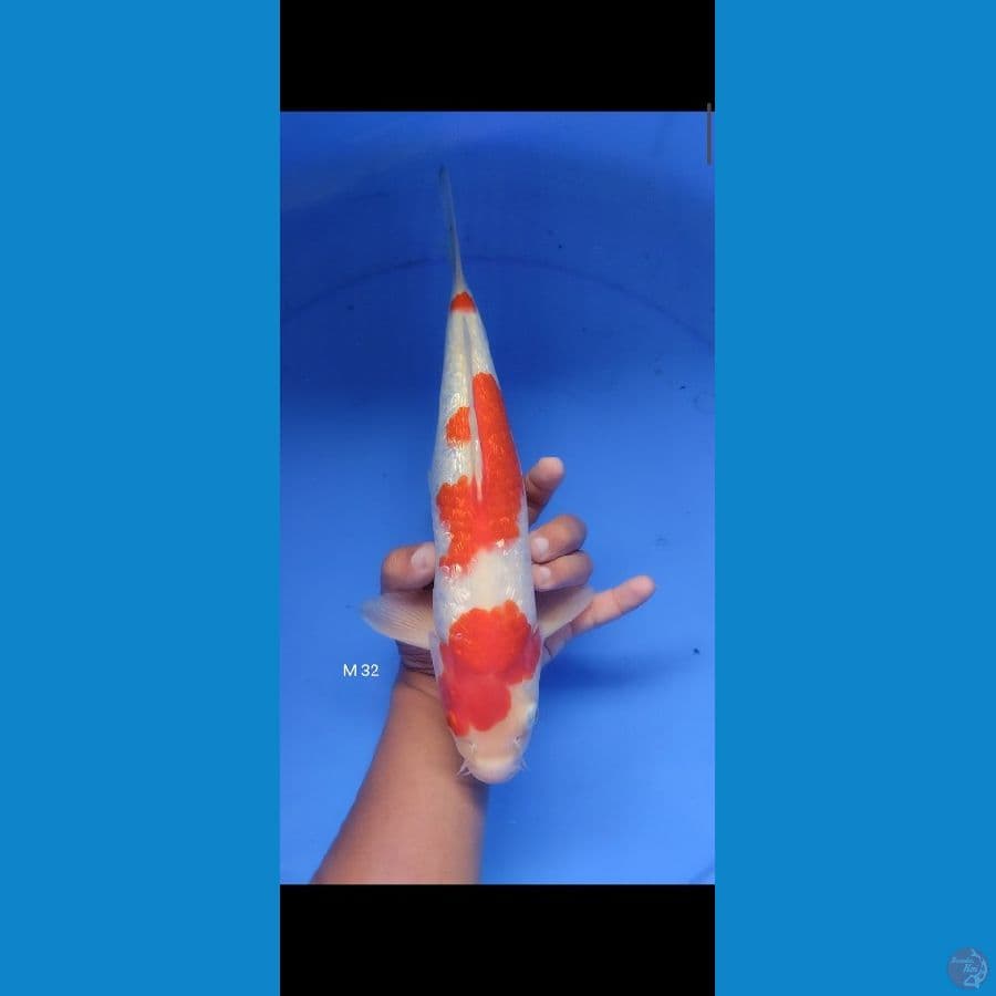 kohaku ginrin