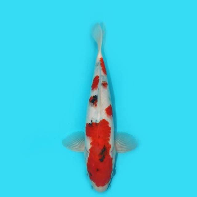 SHOWA TATEGOI 29 CM