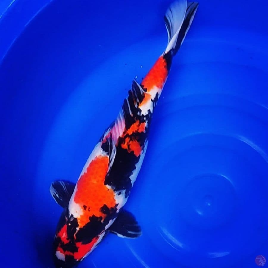SHOWA BETINA 53CM