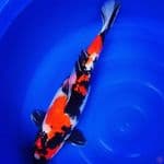 SHOWA BETINA 53CM