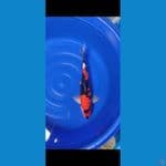 SHOWA JANTAN 50CM