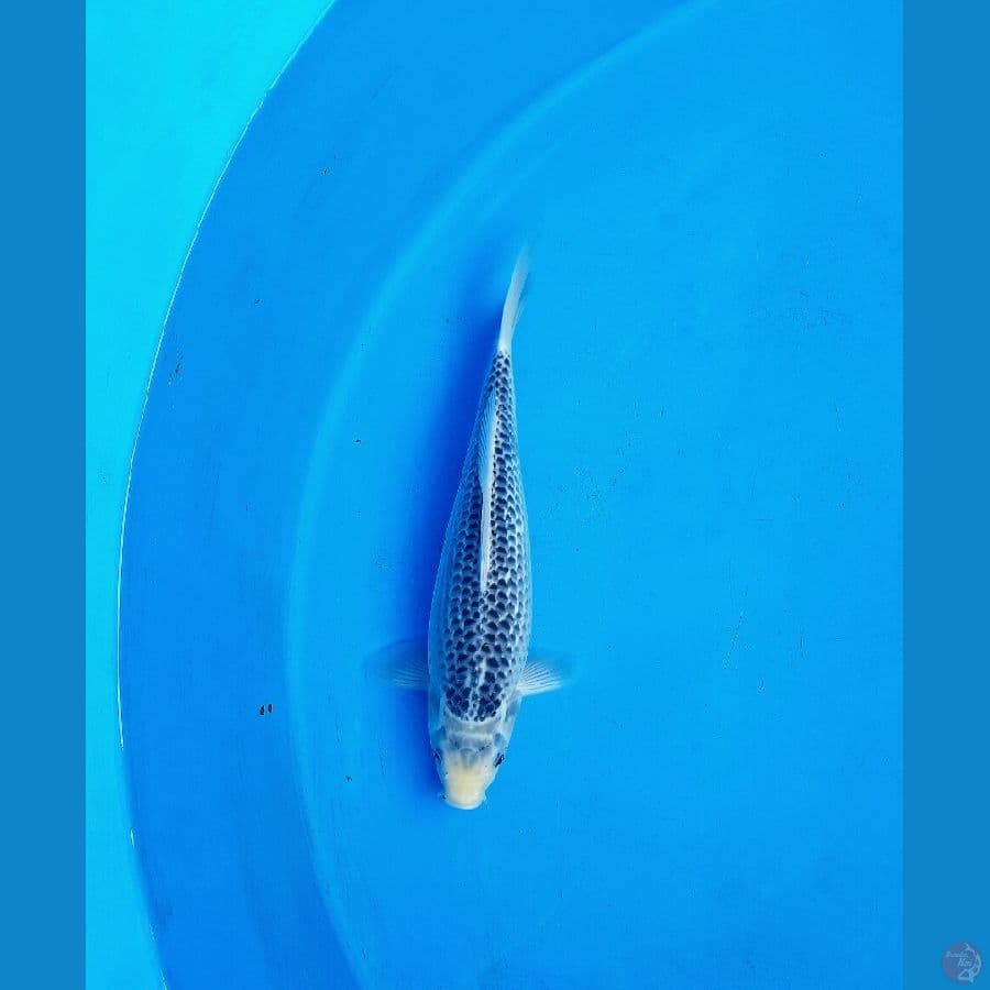 Asagi 38cm Male