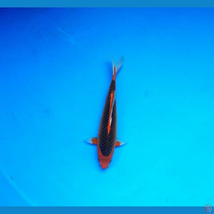 Aka matsuba 34cm Male