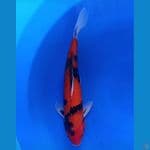 hi showa male 38 cm