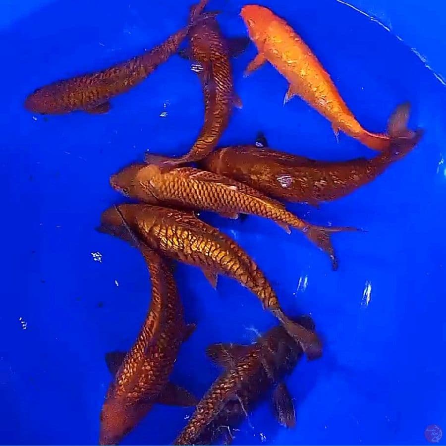 8 ekor mix ginrin 30-34 cm