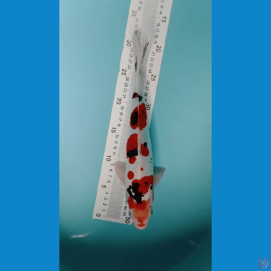 sanke doitsu 30cm