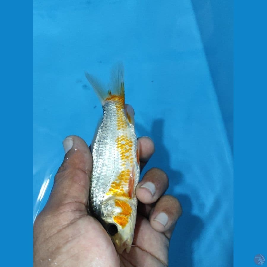 ready show minion asagi 12 bu 