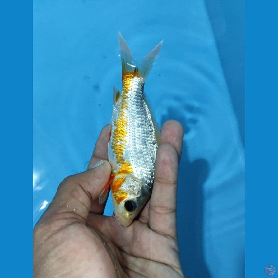 ready show minion asagi 12 bu 