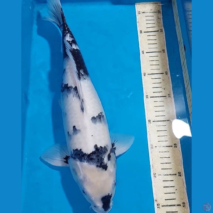 SHIRO GOOD SKIN 42 CM