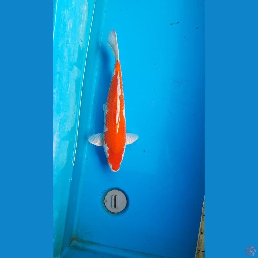 kohaku
