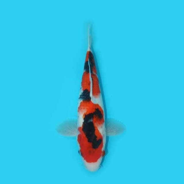 YG_SHOWA_29 CM