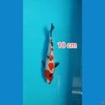 bahan keping showa ginrin