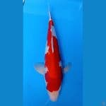 kohaku 48cm MALE