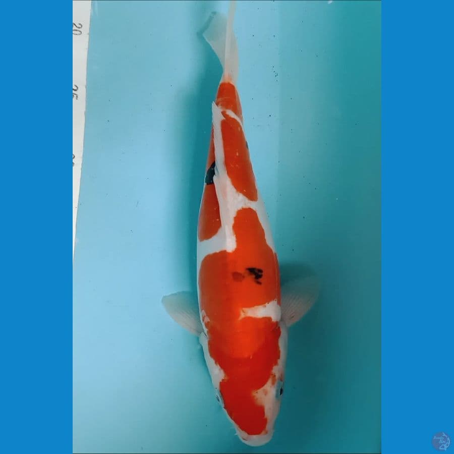 sanke doit 32cm