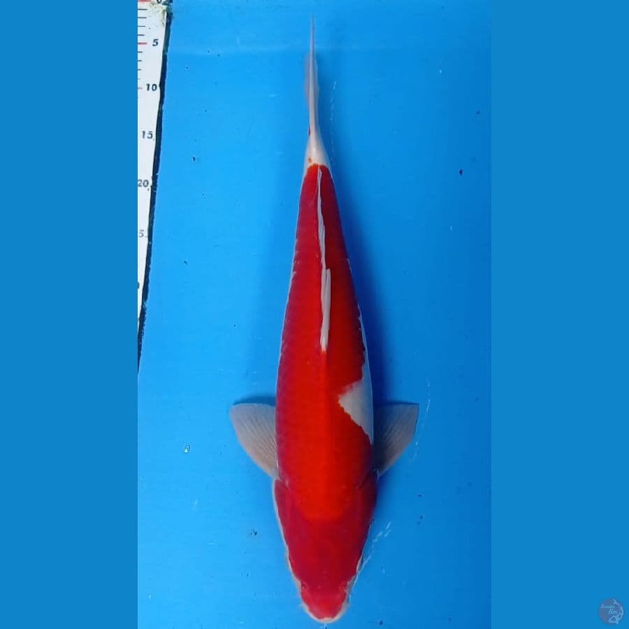Kohaku 