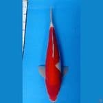 Kohaku 