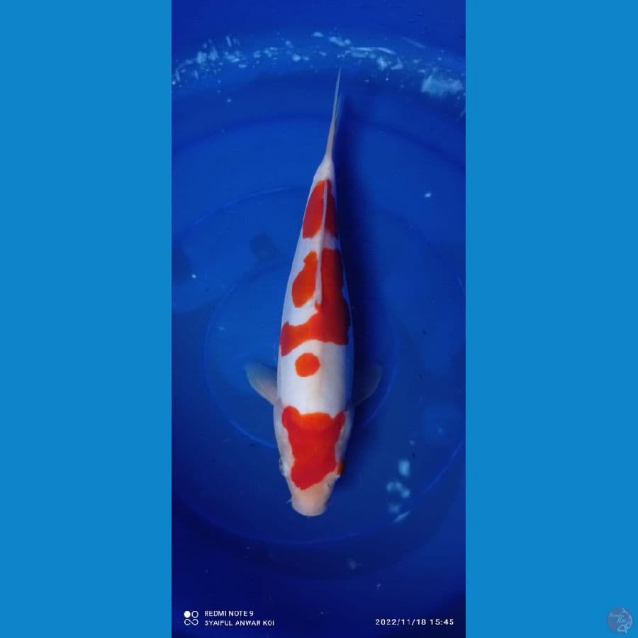 kohaku doit Fm 29cm