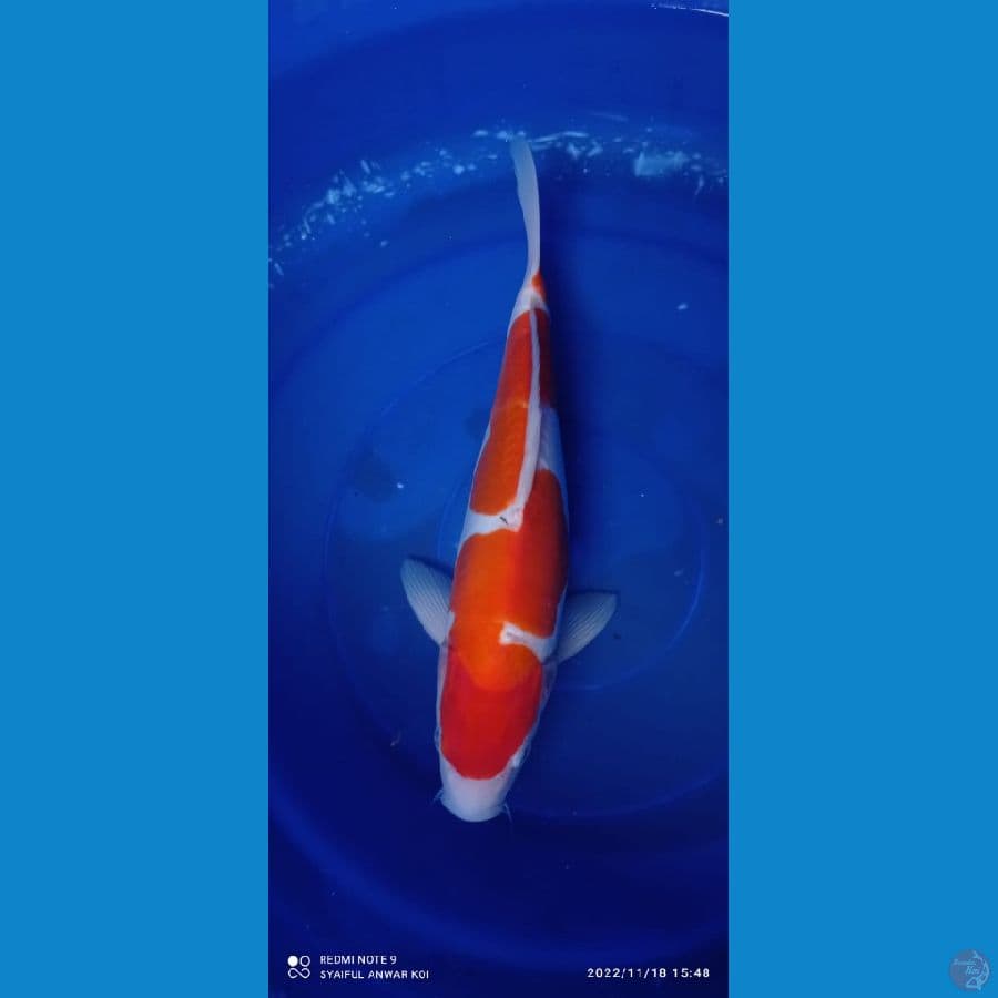 kohaku doit 32cm M