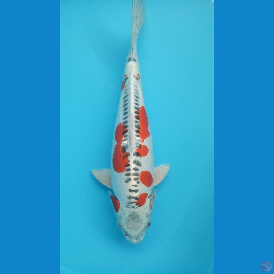 Doitsu Kujaku 45cm