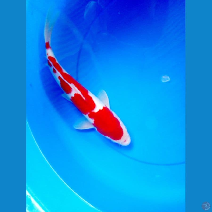 kohaku 35cm