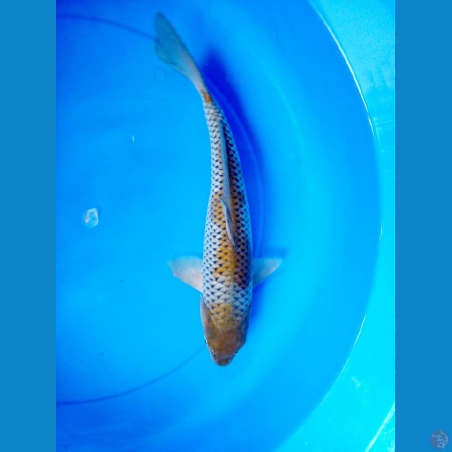 ociba 37cm