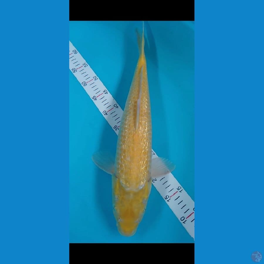 KARASI LEMON FULL GINRIN PADAT 53CM