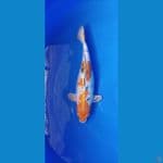 Kin Hikari Sanke Unik dan langkah