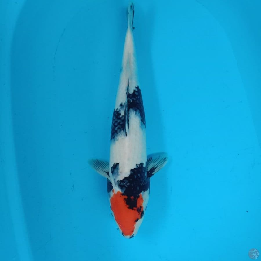 Tancho showa 45 cm