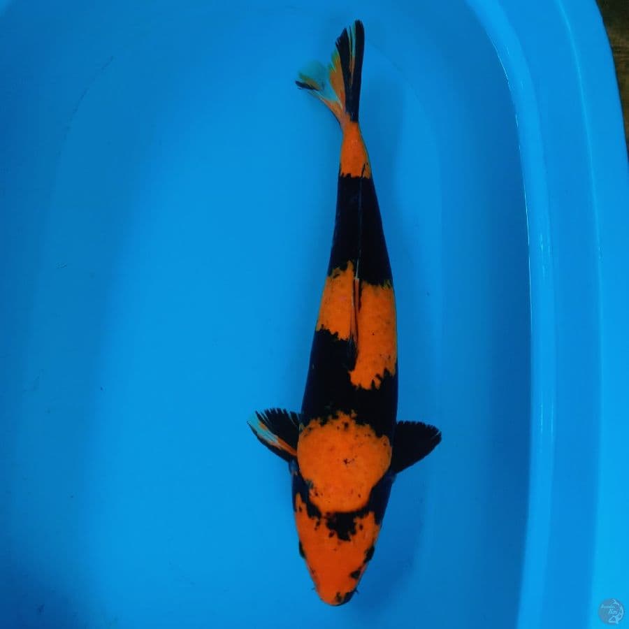 Hi utsuri 48 cm