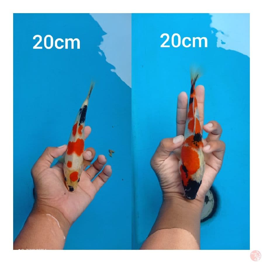 showa 20cm