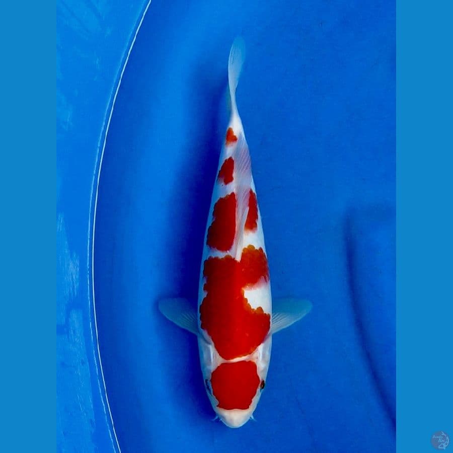 29cm , Kohaku HQ