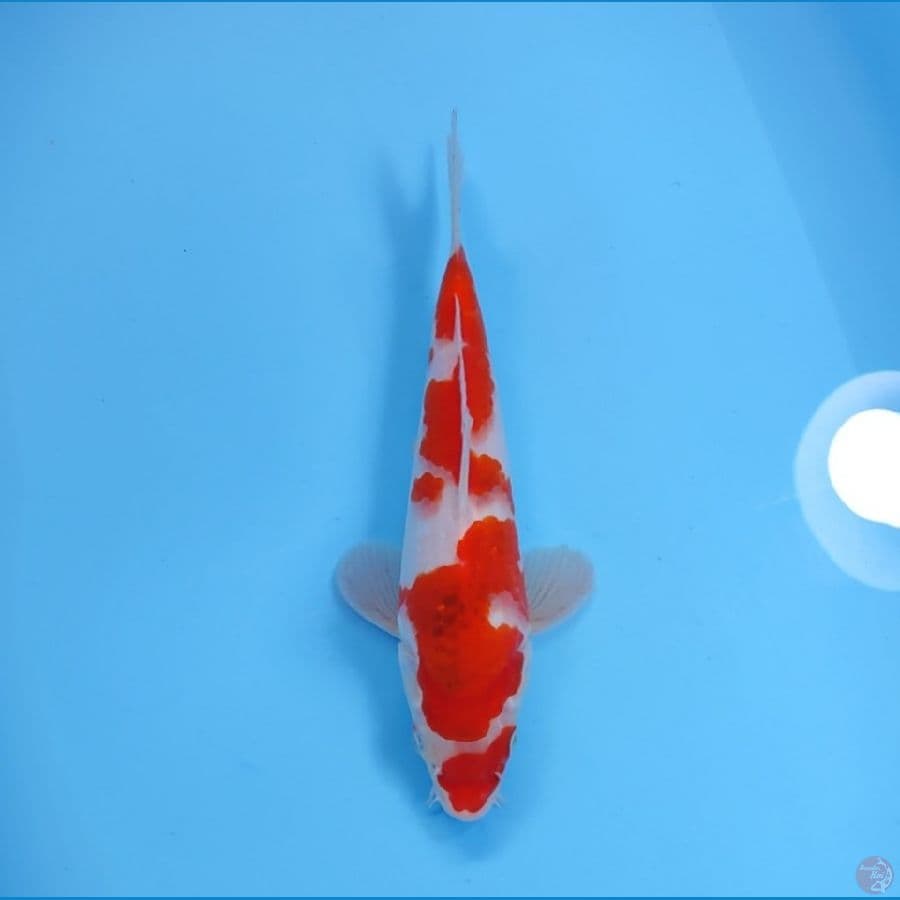 KOHAKU 28 CM - FEEMALE